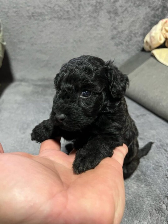 Mini pudla prelepi štenci