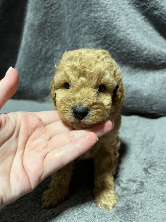 Mini pudla prelepi štenci