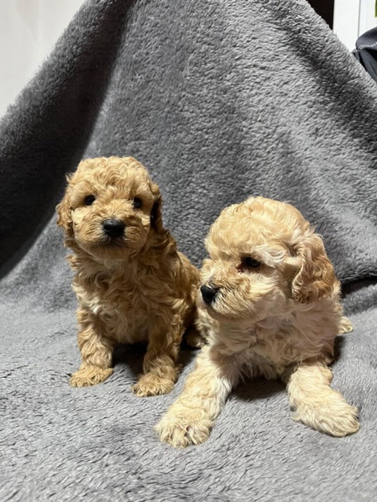 Mini pudla prelepi štenci