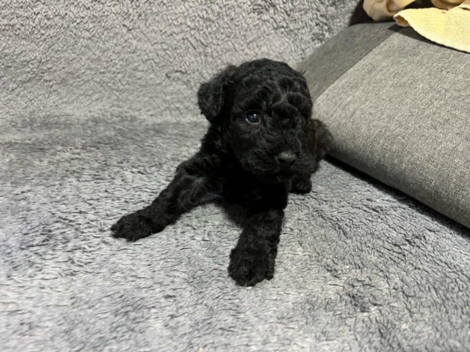 Mini pudla prelepi štenci