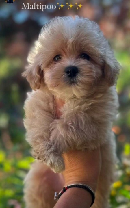 Maltipoo vrhunske genetike