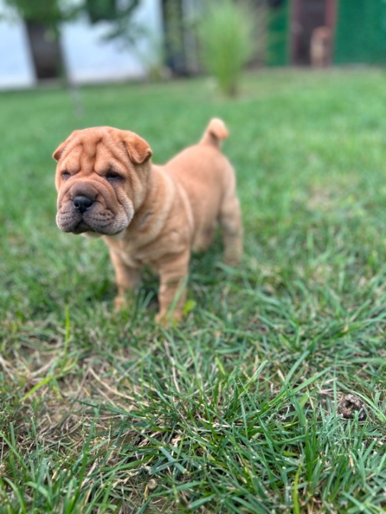 Shar pei – šar pej stenci
