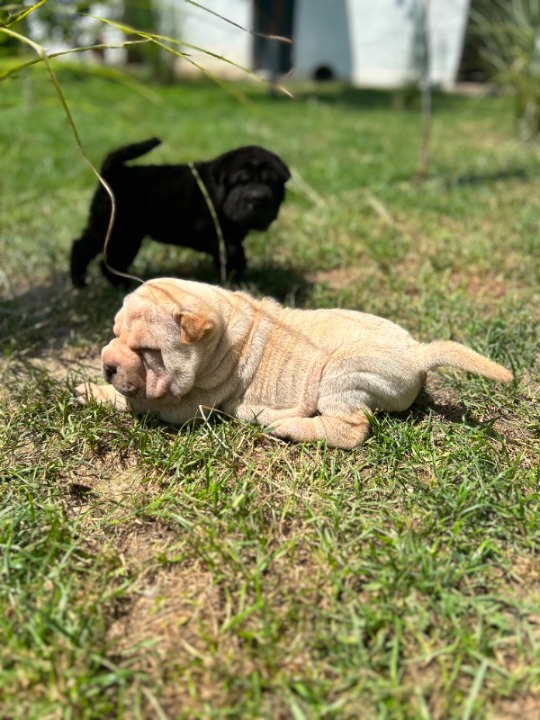 Shar pei – šar pej stenci