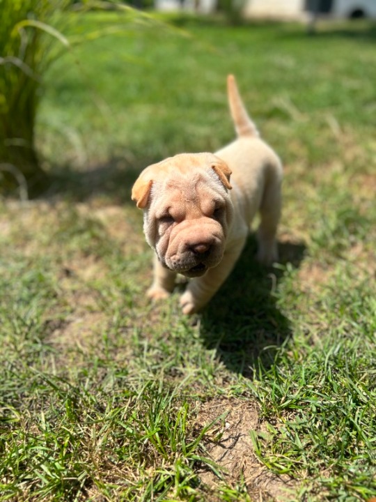 Shar pei – šar pej stenci