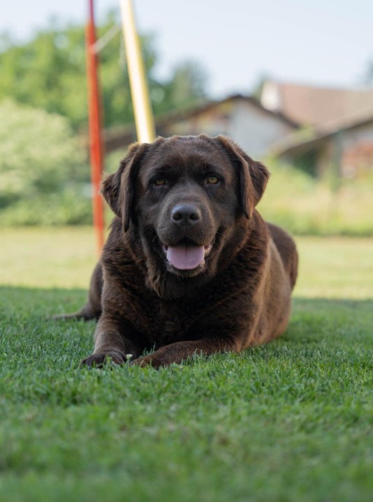 Labrador retriver, vrhunski čokoladni štenci  
