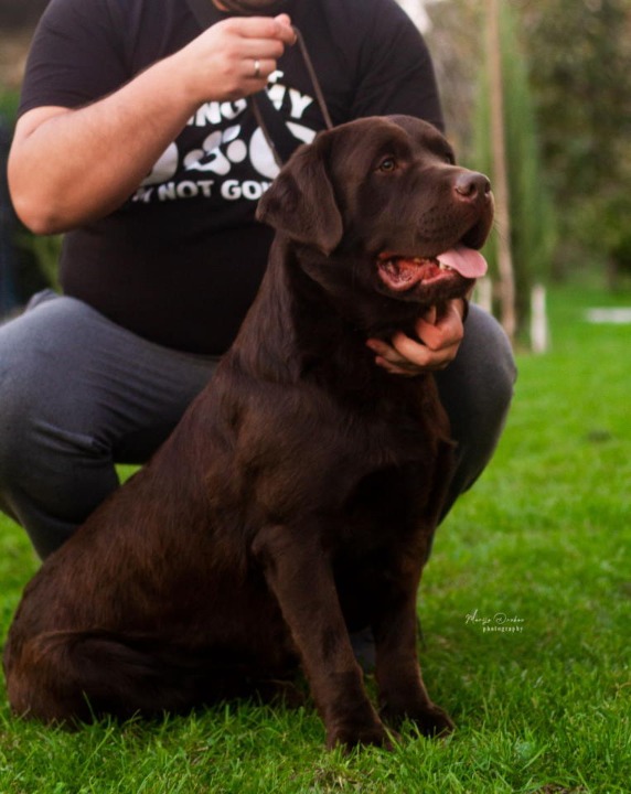 Labrador retriver, vrhunski čokoladni štenci  