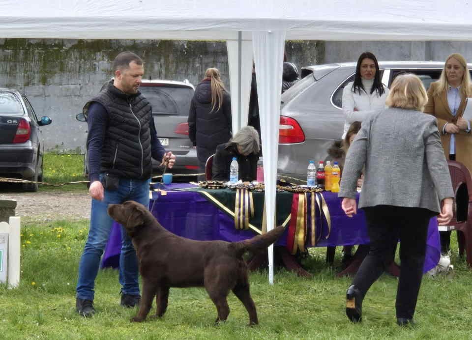Labrador retriver, vrhunski čokoladni štenci  