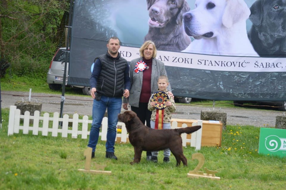 Labrador retriver, vrhunski čokoladni štenci  