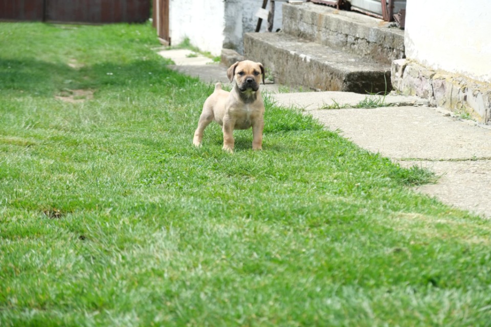 Južnoafrički mastif - Boerboel štenci