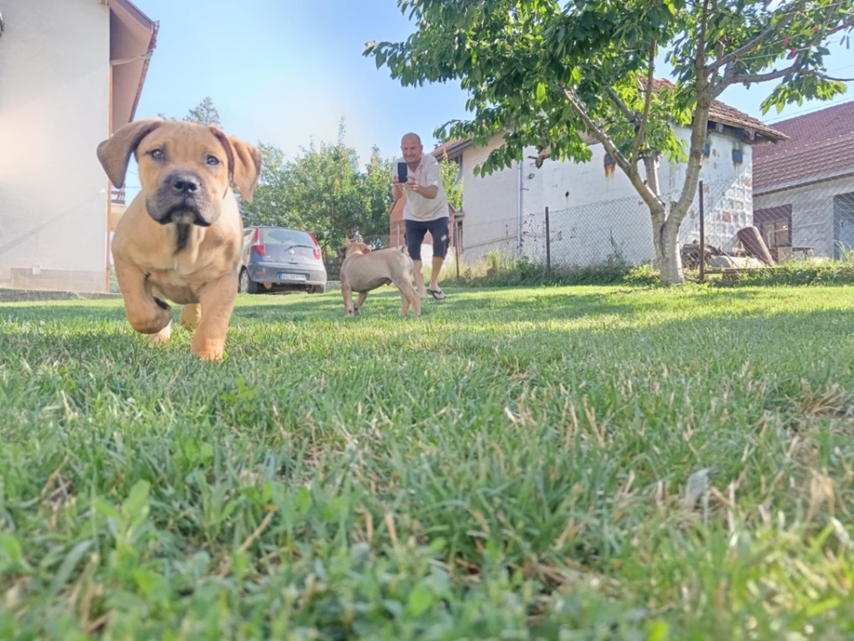 Južnoafrički mastif - Boerboel štenci