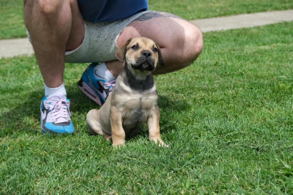 Južnoafrički mastif - Boerboel štenci
