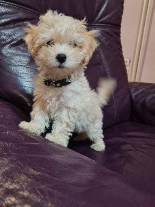 Maltipoo prelepi štenci