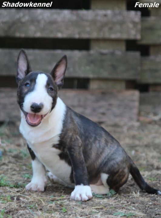 Mini Bull Terijer prelepi štenci
