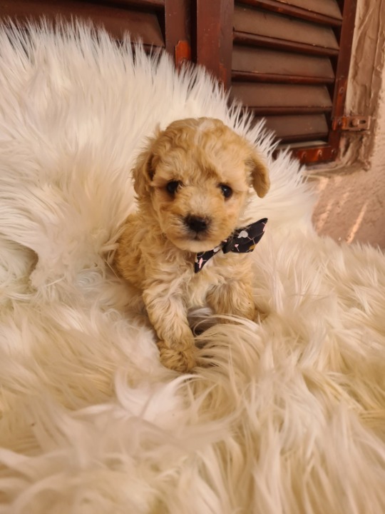 Maltipoo prelepi štenci