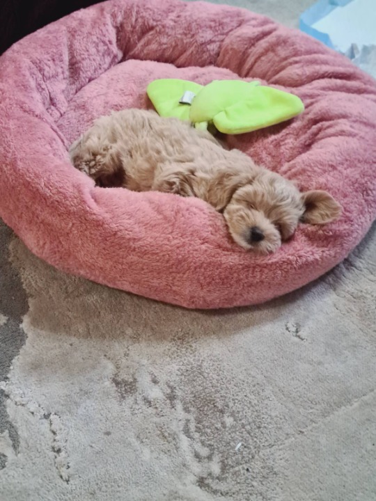 Maltipoo prelepi štenci