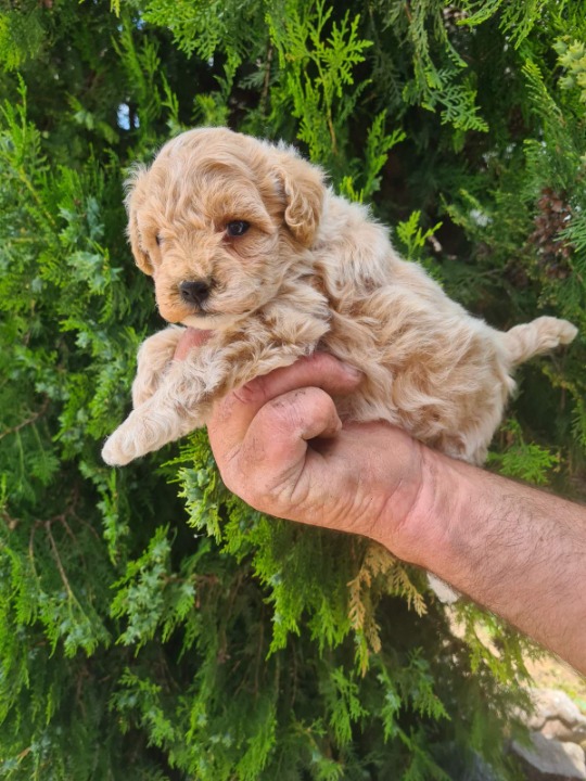 Maltipoo prelepi štenci