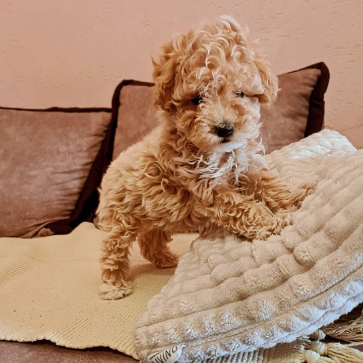 Maltipoo prelepi štenci