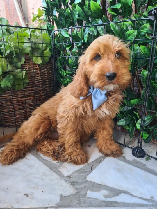 Labradoodle prelepi štenci