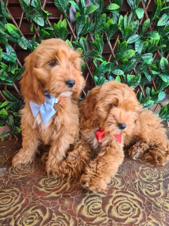 Labradoodle prelepi štenci