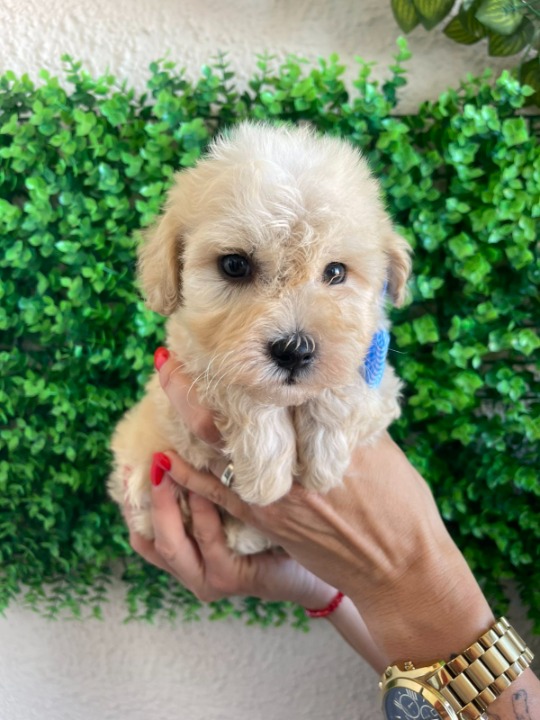 Maltipoo prelepi štenci