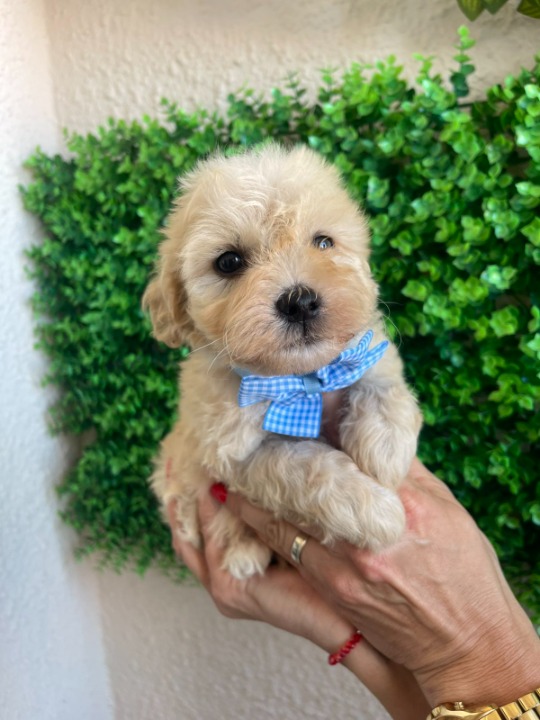 Maltipoo prelepi štenci