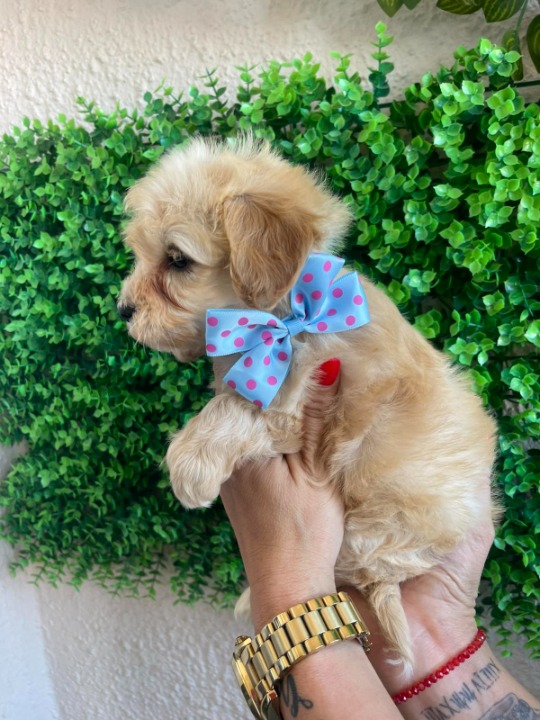 Maltipoo prelepi štenci