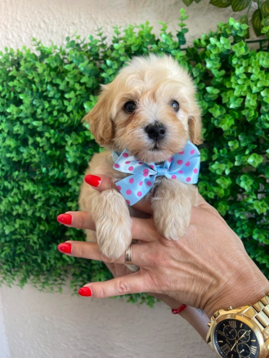 Maltipoo prelepi štenci