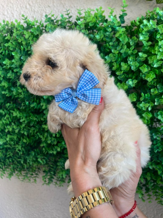 Maltipoo prelepi štenci