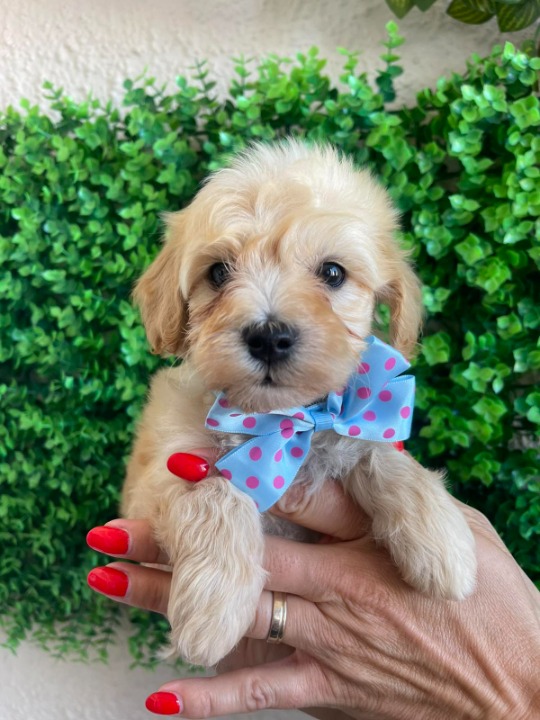 Maltipoo prelepi štenci