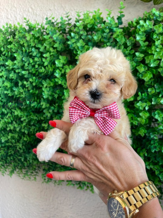 Maltipoo prelepi štenci
