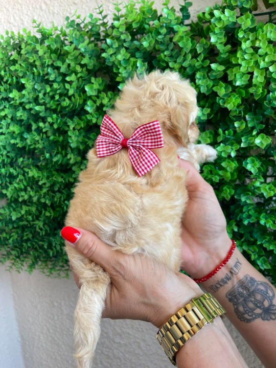 Maltipoo prelepi štenci