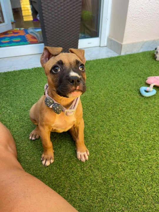Pit Bul Terijer štenci