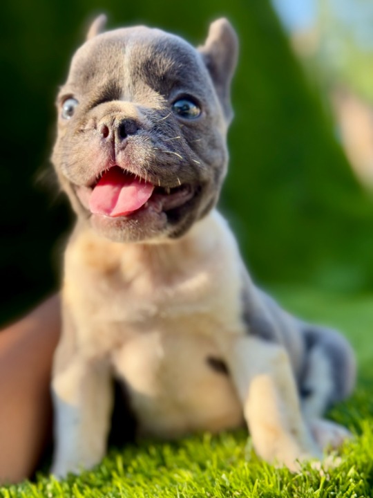 Francuski buldog plavi štenci