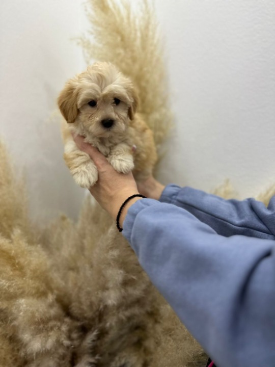 Maltipoo vrhunske genetike