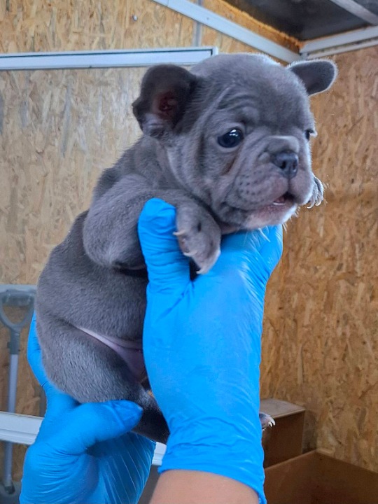 Francuski buldog plavi sivi