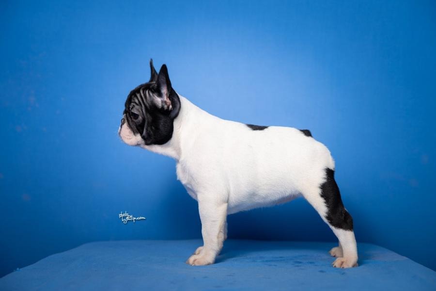 Francuski Buldog štenci
