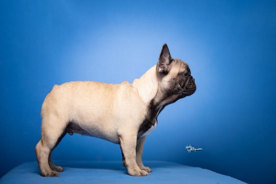 Francuski Buldog štenci
