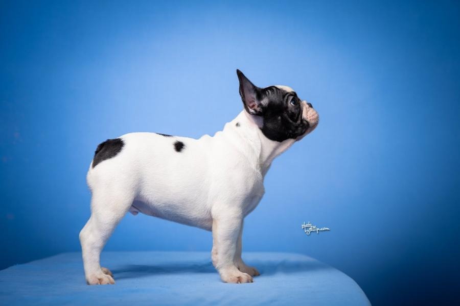 Francuski Buldog štenci