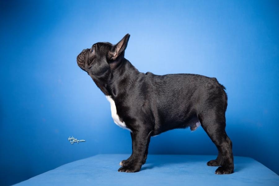 Francuski Buldog štenci