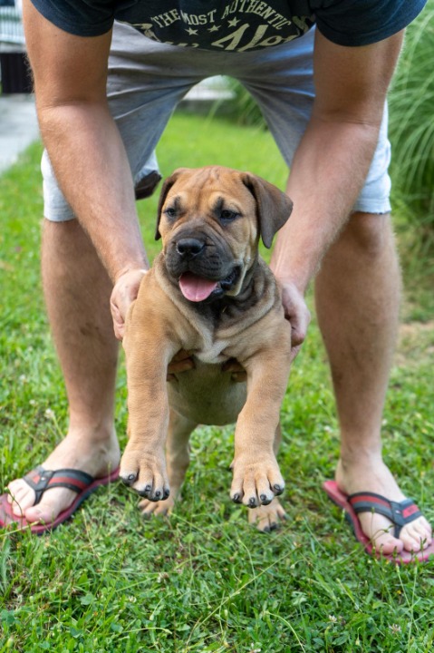Južnoafrički mastif - Boerboel štenci