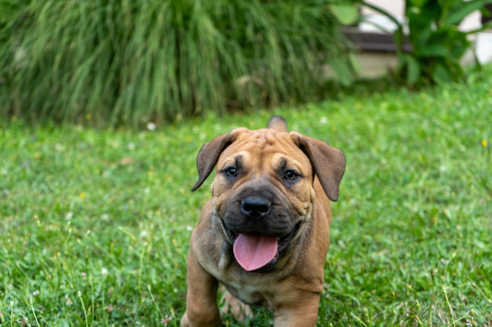 Južnoafrički mastif - Boerboel štenci