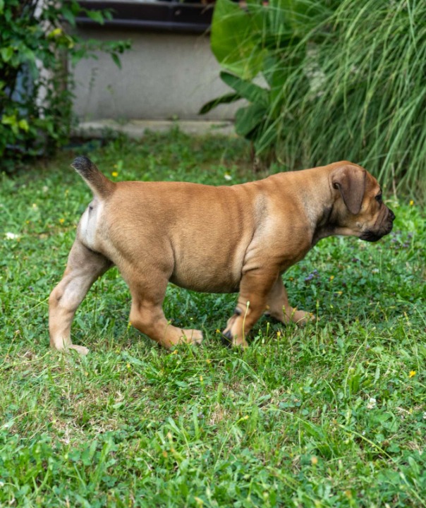 Južnoafrički mastif - Boerboel štenci