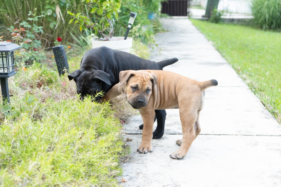 Južnoafrički mastif - Boerboel štenci