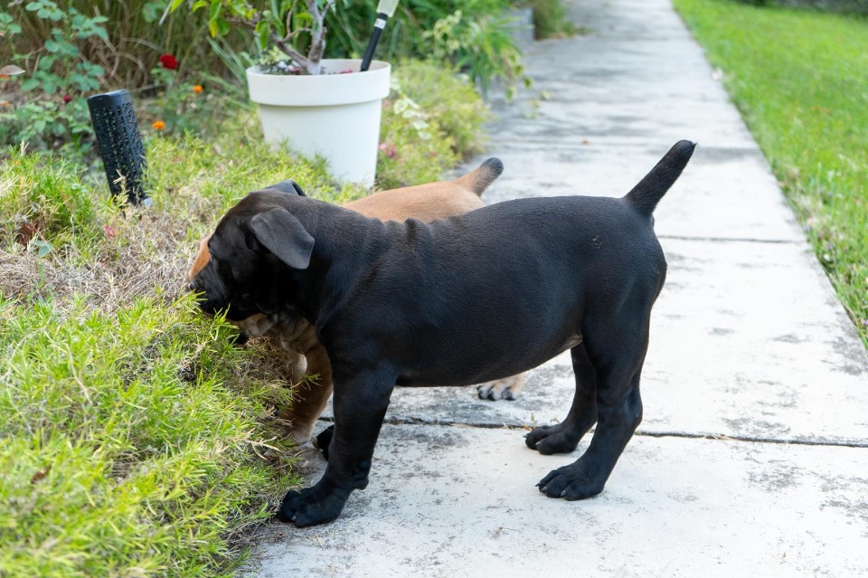Južnoafrički mastif - Boerboel štenci