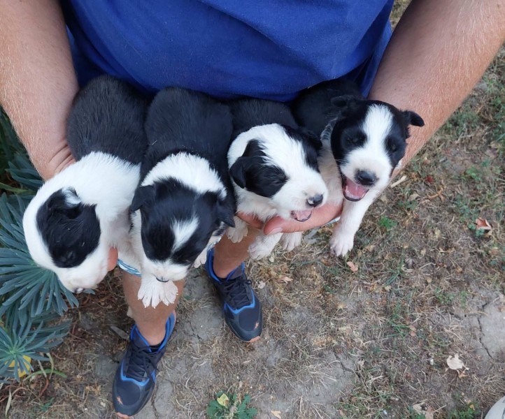 Border koli / collie štenci
