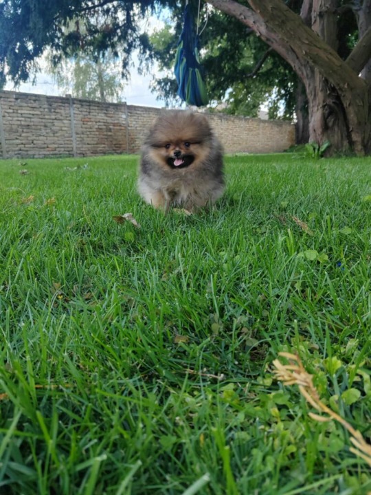 Pomeranac prelepi štenci