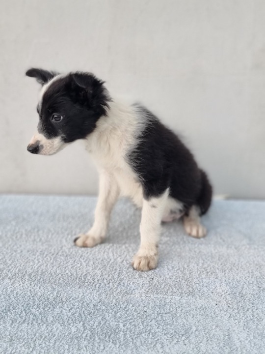 Border Collie štenci