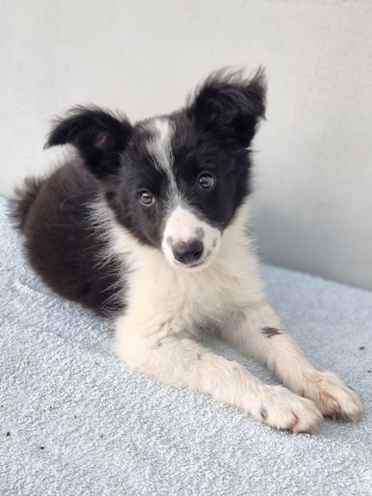 Border Collie štenci
