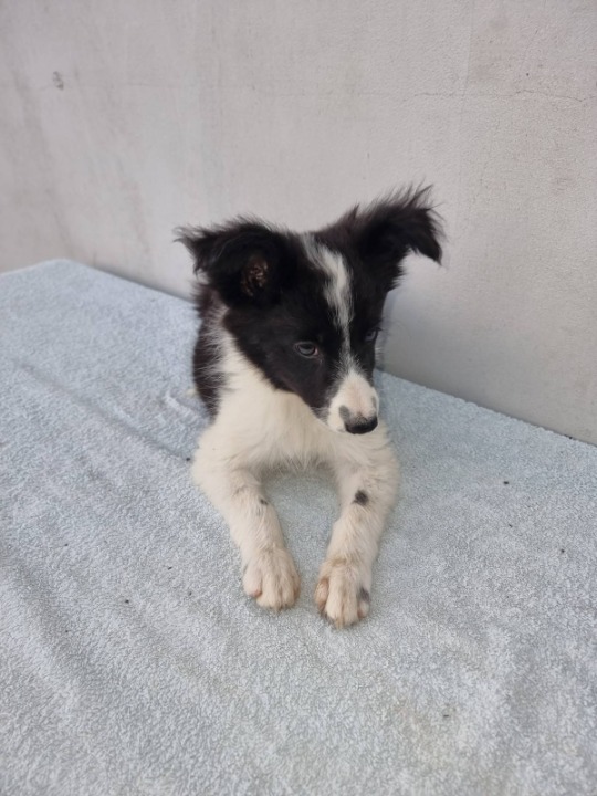 Border Collie štenci