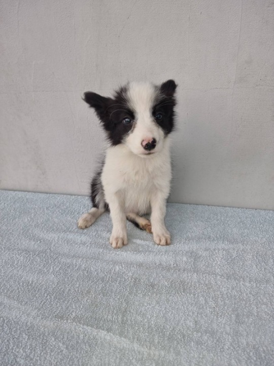 Border Collie štenci